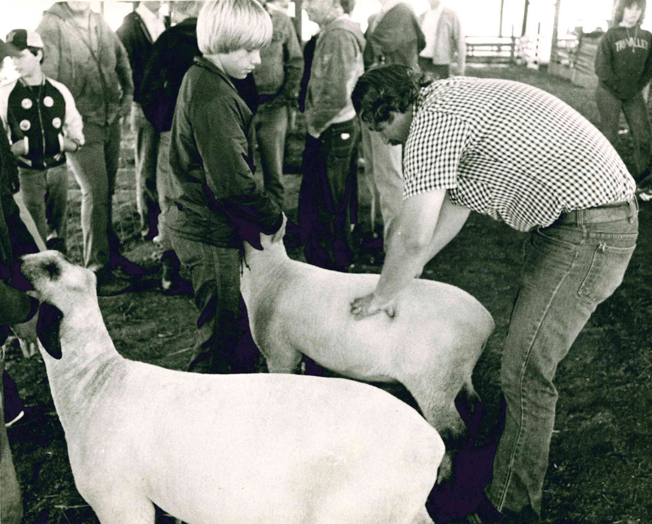 Sheep